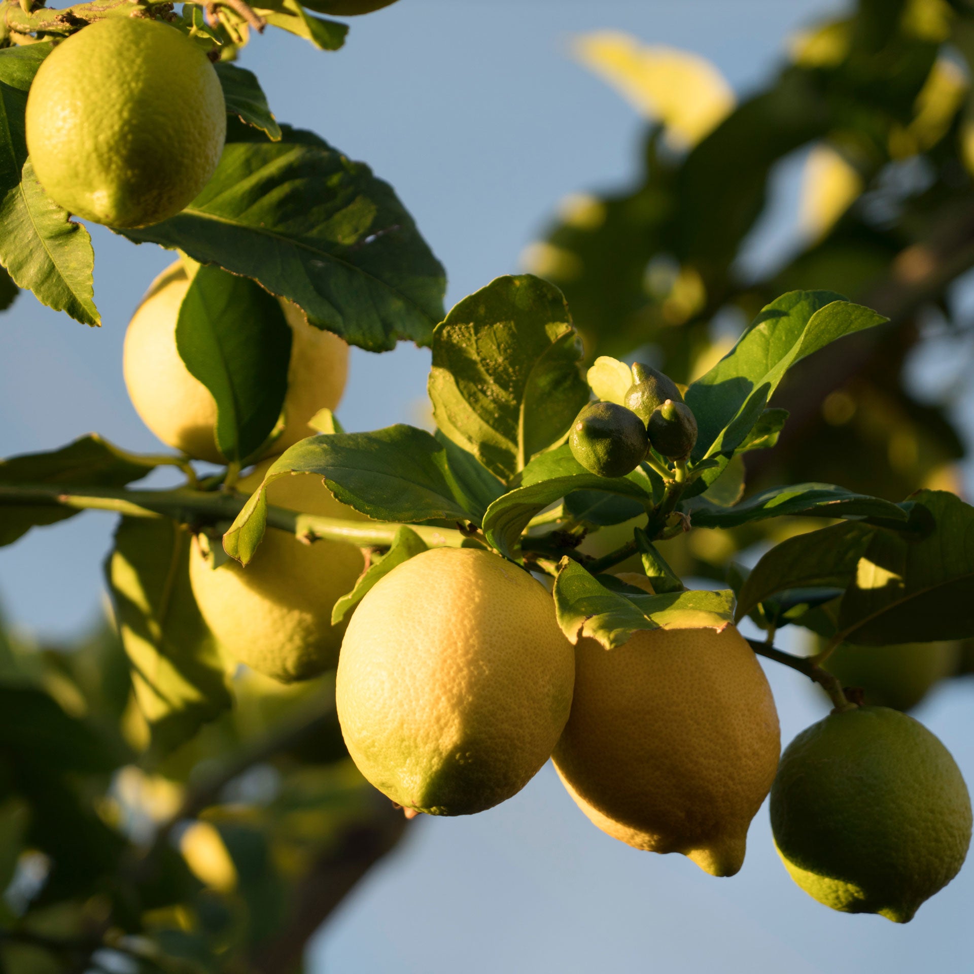 Eat to boost your immune system
